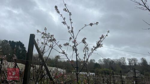 1 MALUS FLORIBUNDA