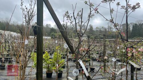 1 APPLE 'UNKNOWN' TREE