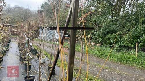 1 SALIX ALBA 'CHERMESINA' TREE