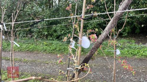 1 GINKGO BILOBA 'SARATOGA' TREE