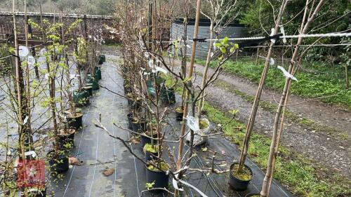 1 APPLE 'UNKNOWN' TREE
