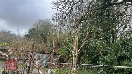 1 BETULA EDINBURGH TREE