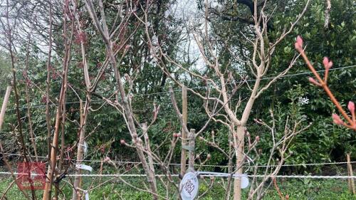 1 CORNUS KOVSA 'WHITE FOUNTAIN' TREE