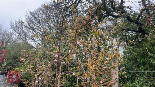2 PRUNUS X SUBHIRTELLA 'AUTUMNALIS 'EM86