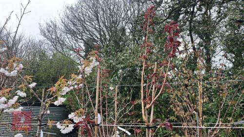 2 PRUNUS ROYAL BURGUNDY TREES