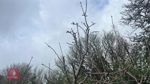 1 APPLE 'UNKNOWN' TREE