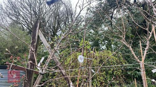 1 APPLE 'UNKNOWN' TREE