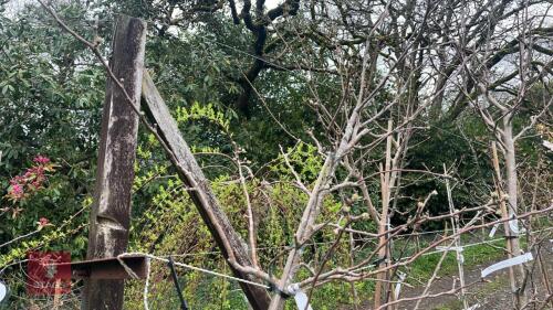 1 APPLE 'UNKNOWN' TREE
