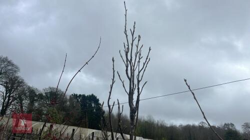 1 LIQUIDAMBAR SILVER KING TREE