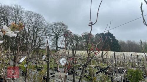 1 ACER RUBRUM TREE