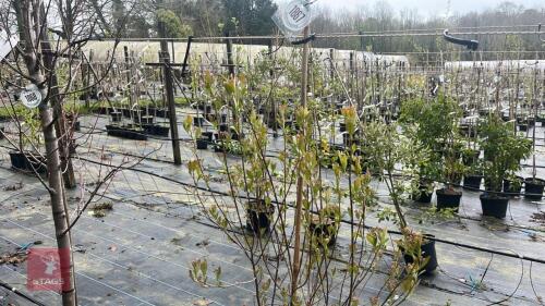 1 ARONIA ARBUTIFOLIA 'ERECTA' TREE