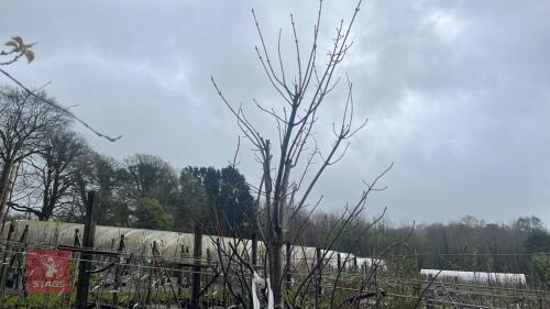 1 ACER RUBRUM TREE
