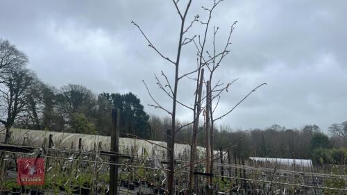 2 CORYLUS AVELLANA 'AUREA' TREES