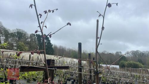 1 CORYLUS MAXIMA 'RED FILBERT' TREE