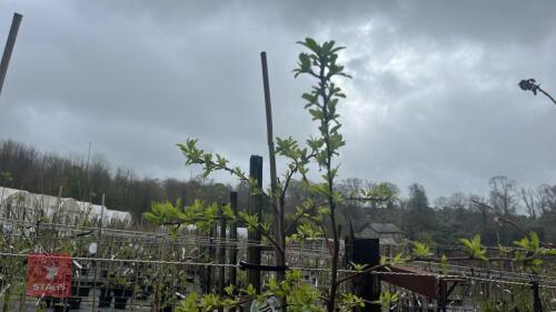 1 MALUS 'TRANSITORIA' SEMI DWARF TREE