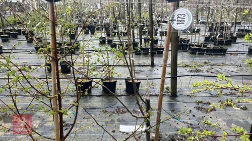 1 PILGRIM APPLE TREE
