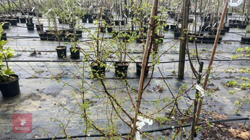 1 METASEQUOIA GLYPTOSTROBOIDES 'NATIONAL