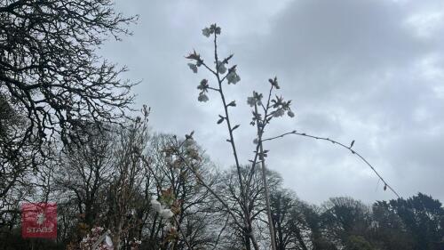 1 PRUNUS 'TAI-HAKU' TREE