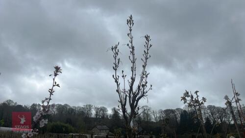 1 ACER COMPESTRE 'WILLIAM CALDWELL'
