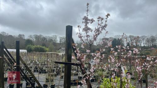 1 PRUNUS SPIRE TREE