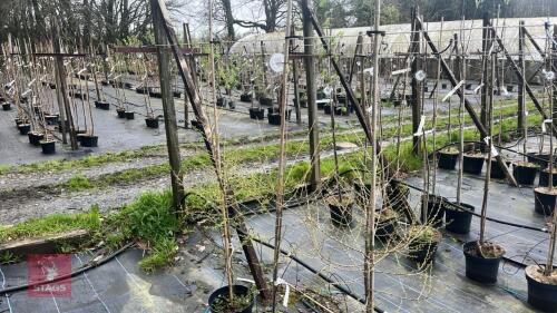 3 LARIX DECIDVA TREES