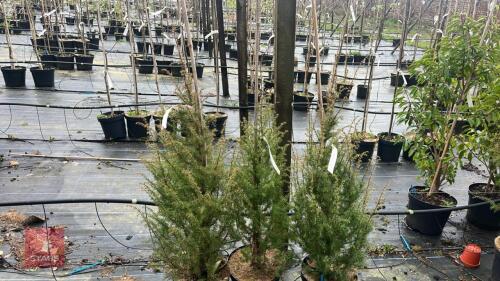 3 JUNIPERUS COMMUNIS TREES