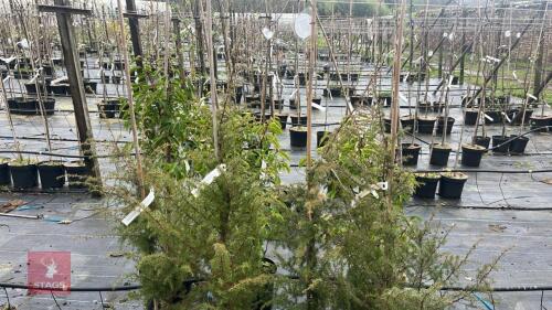 4 JUNIPERUS COMMUNIS TREES