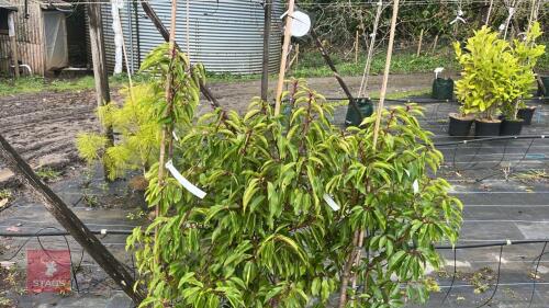 3 PRUNUS LUSITANICA TRESS