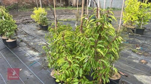 3 PRUNUS LUSITANICA TRESS