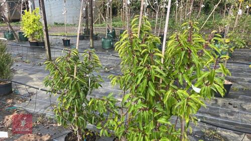 3 PRUNUS LUSITANICA TRESS