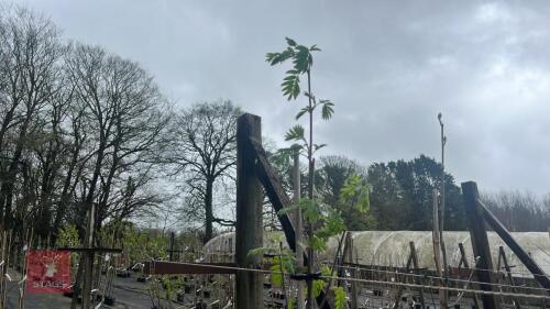 1 SORBUS AUCUPARIA TREE