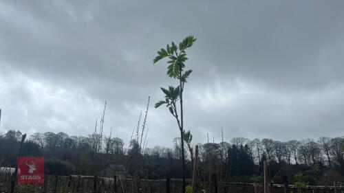 1 SORBUS AUCUPARIA TREE