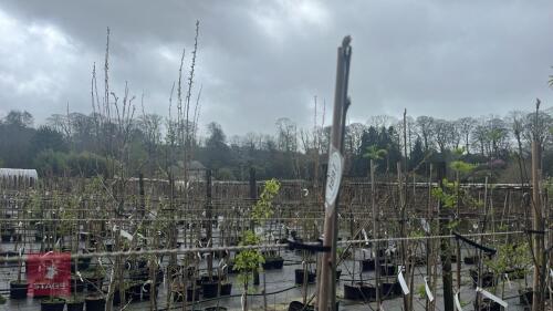 1 SORBUS AUCUPARIA TREE