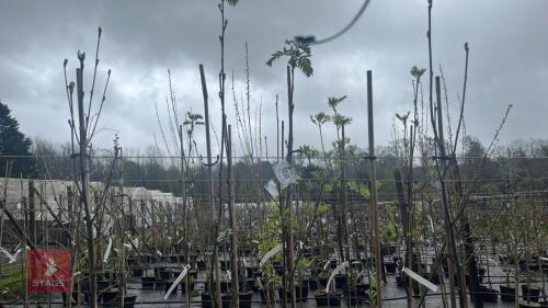 5 SORBUS AUCUPARIA TREES