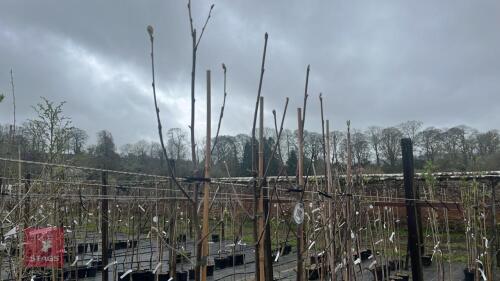 5 SORBUS AUCUPARIA TREES