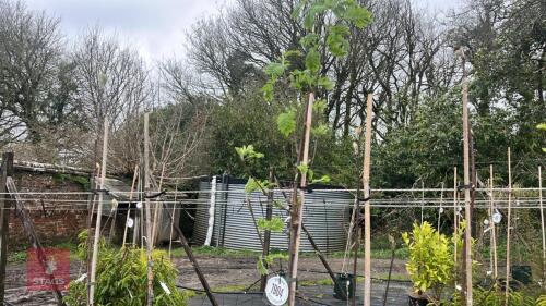5 SORBUS AUCUPARIA TREES