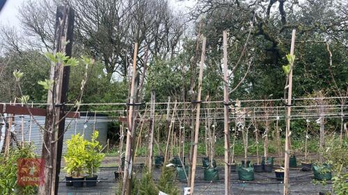 5 SORBUS AUCUPARIA TREES