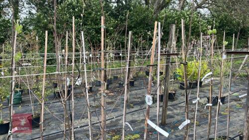 5 SORBUS AUCUPARIA TREES
