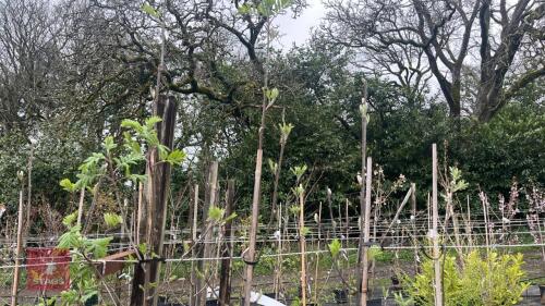 4 SORBUS AUCUPARIA TREES