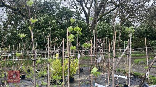 5 SORBUS AUCUPARIA TREES