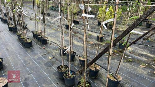4 SORBUS AUCUPARIA TREES