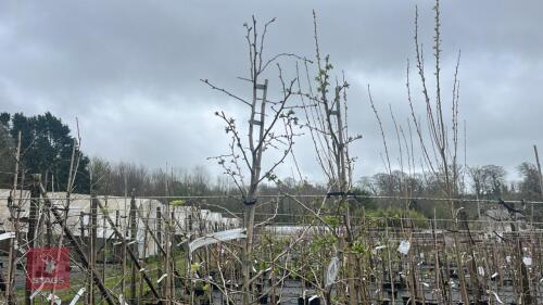 2 CRATAEGUS LAEVIGATA 'CRIMSON CLOUD'