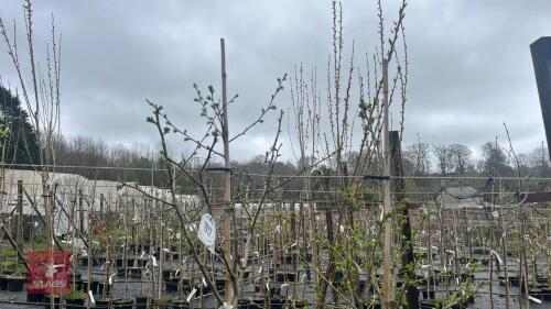 2 CRATAEGUS LAEVIGATA 'CRIMSON CLOUD'