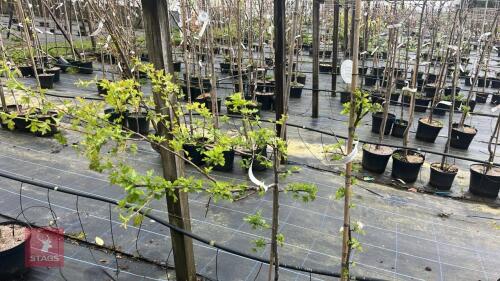 2 CRATAEGUS MANOGYNA 'BIFLARA' TREES