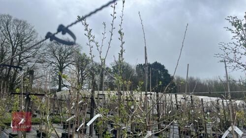 3 CRATAEGUS AUTUMN GLORY TREES