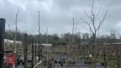 4 PLATANUS X HISPONICA 'SUTTNERI' TREES