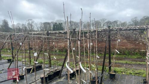 4 SORBUS AUCUPARIA TREES