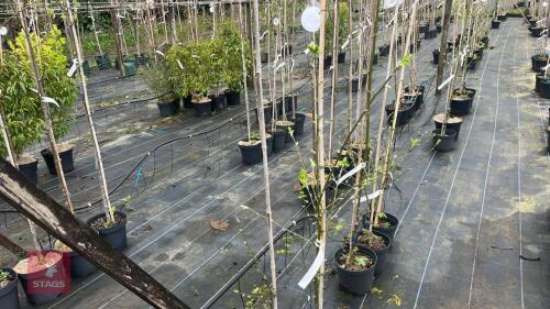 2 LABURNUM X WATERERI 'VOSSII' TREES
