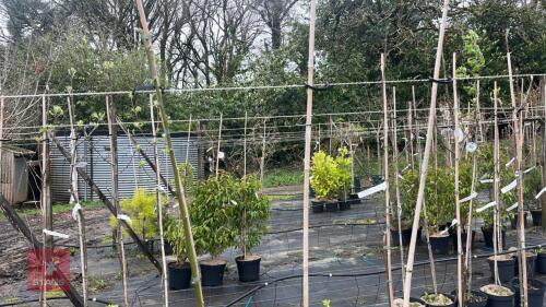 3 LABURNUM X WATERERI 'VOSSII' TREES