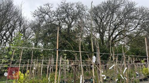 2 LABURNUM X WATERERI 'VOSSII' TREES